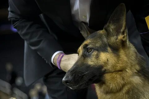 White House Dogs Sent Home Over 'Biting Incident'