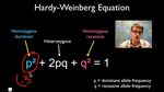 The Hardy-Weinberg Equation Pogil Answer Key / Hardy Weinber