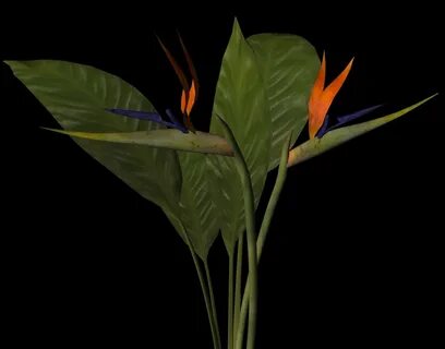 maya plant bird paradise https://static.turbosquid.com/Preview/2014/05/25 2...