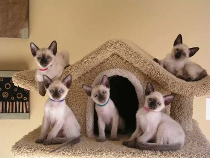 They're Beautiful! Traditional Siamese Kittens For Sale Siam