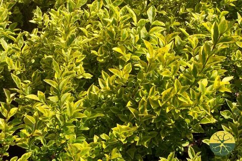 Бирючина обыкновенная золотистая (Ligustrum vulgare)