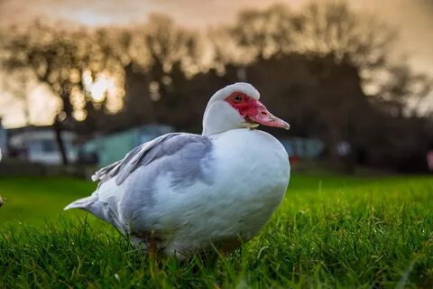 Duck,waterfowls,bird,agriculture,white - free image from nee