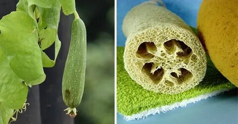 Luffa to Loofah: Your Backyard Gourds Sell in the West for T