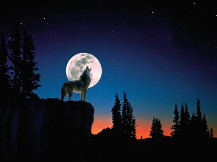 Wolf Howling Full Moon Desktop Wallpaper #7571 Frenzia.com W