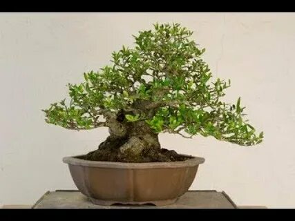 Manicured Dwarf Yaupon Holly Bushes скачать с mp4 mp3 flv