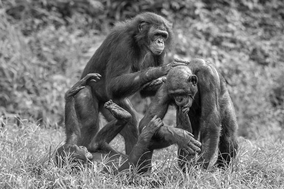 You’re looking at a male bonobo playing with a. 