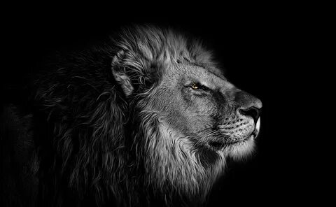 Lion Wallpaper 4K, African, Black background, 5K, Animals, #