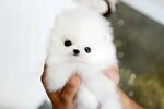 Cute White Pomeranian