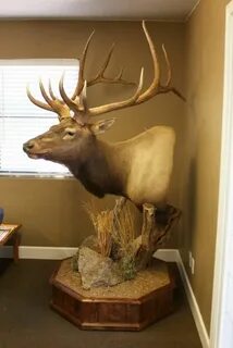 Elk mount Taxidermy mounts, Taxidermy, Animal taxidermy