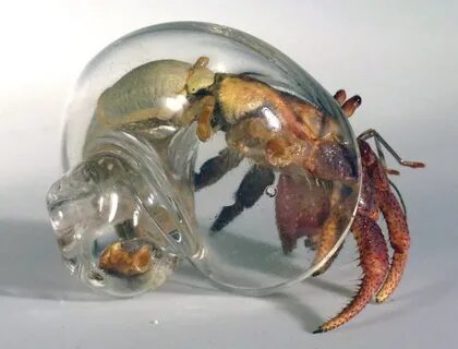 Hand Blown Glass Hermit Crab Shells ² Malevi4a