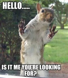 Look Squirrel Meme