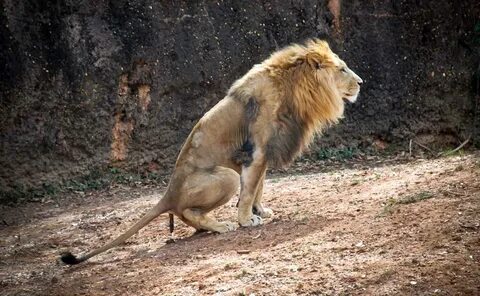 A lion taking a dump - Imgur