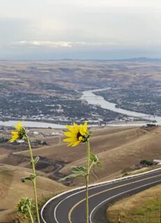 Sárga Virágok Lewiston Idaho - Ingyenes fotó a Pixabay-en