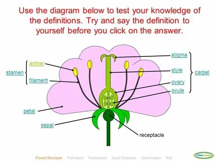 Plant Reproduction Quiz. stigma style ovary ovule carpel ant