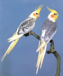 Cockatiels - Pearl Pied