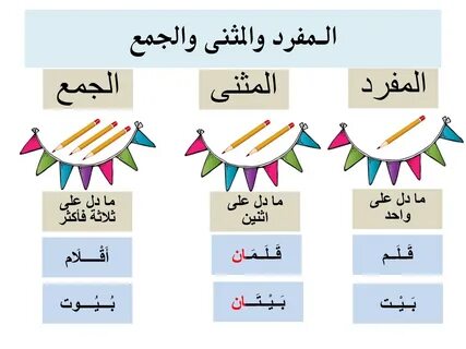 مراجعة المفرد والمثنى والجمع لطلاب الصف الثالث 