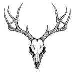 Skull With Horns Tattoo Drawings Сток видеоклипы - iStock