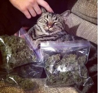 Cat weed - Steemit