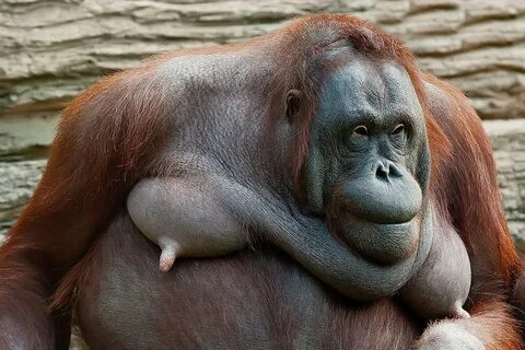 Orangutan saggy boobs