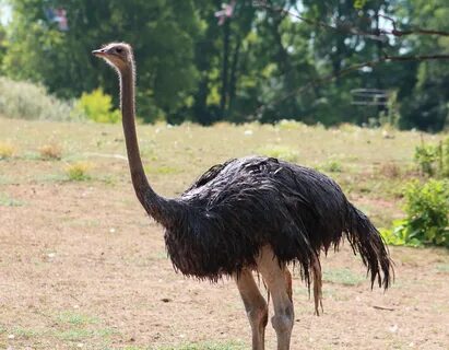 What Do Ostrich Eat In Zoos - WHATODI