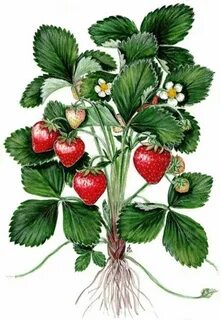 Pin by Светлана on Картинки на белом фоне Strawberry garden,