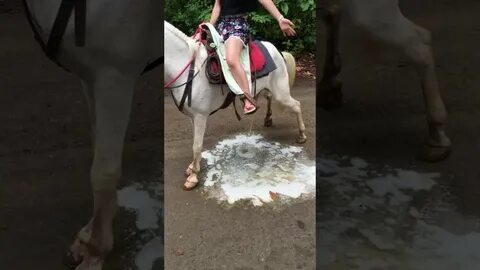 Costa Rica Pura Vida horse's wild Pee!!! コ ス タ リ カ の 馬 に 乗 っ