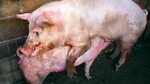 Ridiculous Pigs Mating Pig mating, Pig, Bucking bulls