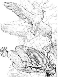 Condor coloring pages. Download and print Condor coloring pa