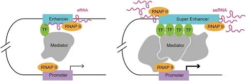 Frontiers From Super-Enhancer Non-coding RNA to Immune Check