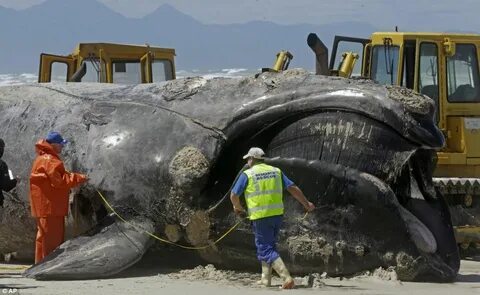 Blue Whale Bitten In Half 2021 True - img-poppy