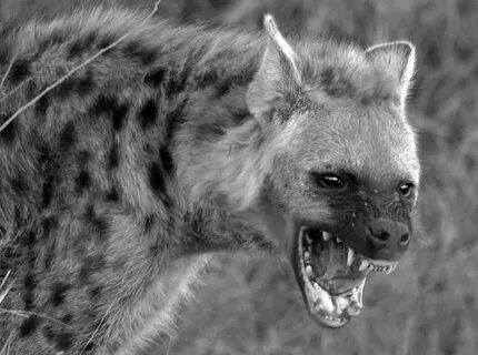Hyena: Photo by Photographer Sitthivet Santikarn Hyena, Hyen