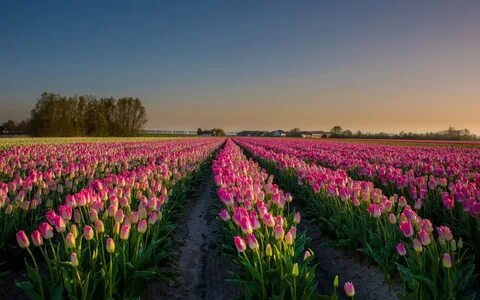 Голландия цветение тюльпанов (62 фото)