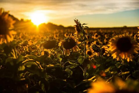 sunrise, Sunset, Sunflower, Field, Flowers, Nature Wallpaper