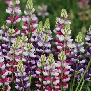 Lupin 'Avalune Mixed' Flower seeds, Annual flowers, Purple p