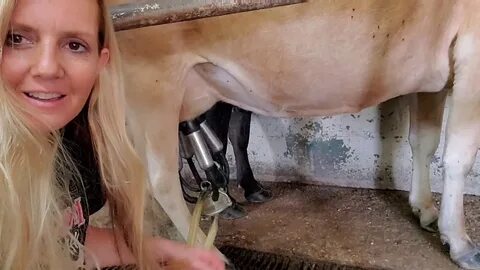 Milking Mini Jersey Cows - Machine and by Hand! - YouTube