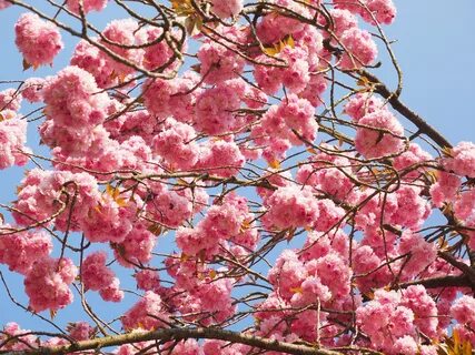 Free Images : tree, branch, leaf, flower, petal, bloom, spri