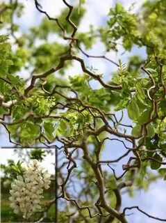 Robinia pseudoacacia 'Twisty Baby ™' (Lace Lady) Garden insp