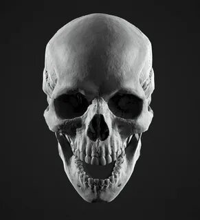Jonathan Rush - Human Skull Study in 2021 Skull, Human skull
