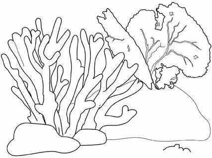 Coral Para Colorear Coral drawing, Coral reef drawing, Coral