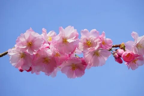 Japanese cherry tree images