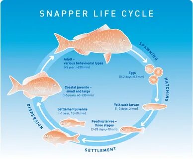 Gallery of snapper fish identification information queenslan