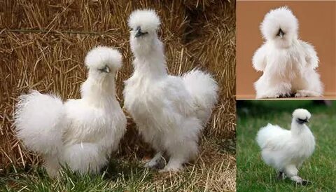 Top 10 Bantam Chicken Breeds for Beginners