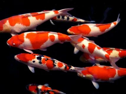 15+ Japanese Koi Fish Types
