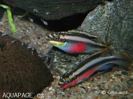 Pelvicachromis pulcher "Nigerian Red" Aquarium fish, Cichlid