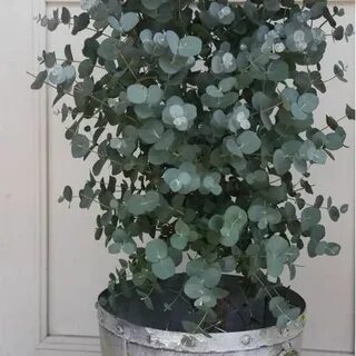 Silver Dollar Eucalyptus Tree Seeds (Eucalyptus cinerea) 30+