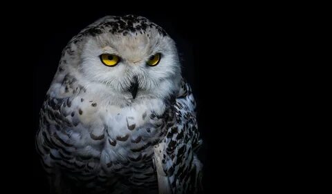 Download wallpaper look, night, owl, section animals in reso