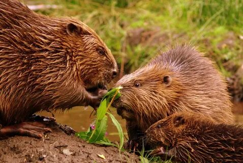 Beaver Animal - 65 photo