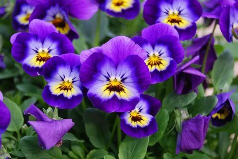 How to Grow Violas in a Home Garden Viola flower, February b