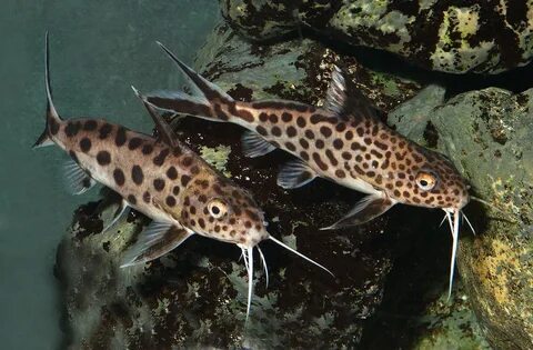 Synodontis Catfish - Profile Size Food Breeding Care - SeaFi
