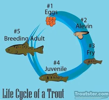 Trout Life Cycle - Troutster.com - Fly Fishing Tips and Tact